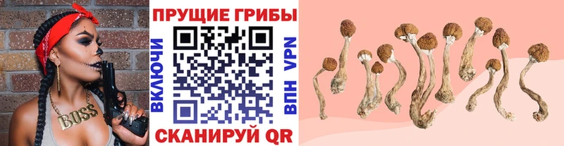 Галлюциногенные грибы Psilocybine cubensis  kraken   Брянск  наркотики 