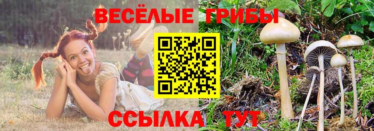 Брянск  Псилоцибиновые грибы GOLDEN TEACHER  Вход с VPN  Галлюциногенные грибы прущие грибы 